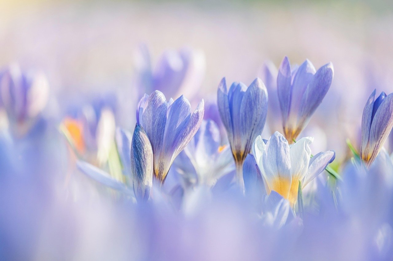 crocuses, flowers, beautiful flowers, plants, purple flowers, petals, bloom, spring flower, beginning of spring, flower wallpaper, early bloomer, harbinger of spring, flower background, spring blossoms, spring awakening, nature